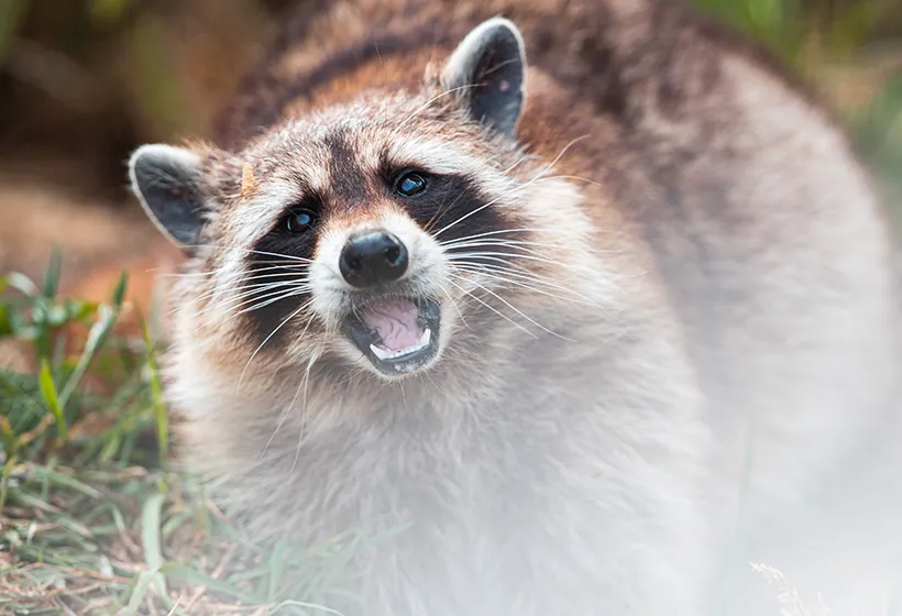 Planet Motion Simulation