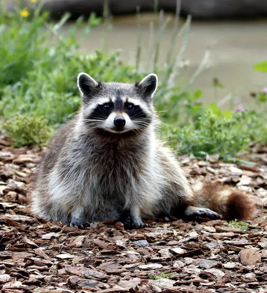 AI Semester Scheduler